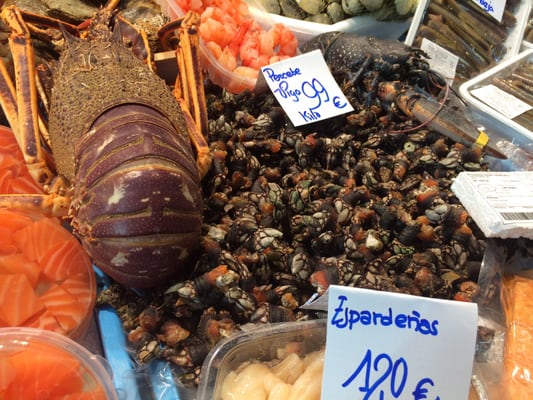 La Medusa 73 by null