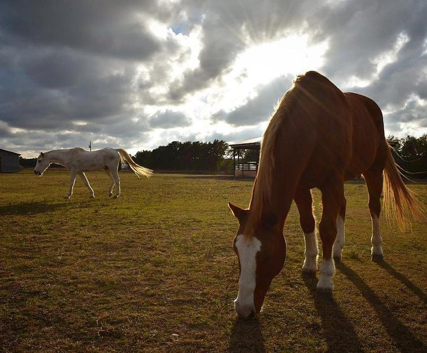 BROOKEFIELD SOUTH FARM 2201 Crawfords Cove Rd, Springville, Alabama