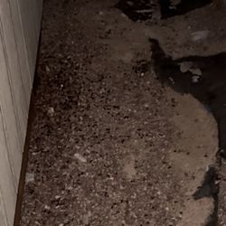 Tom's Bee Hives - All the black dots are dead bees