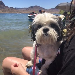 Daisy at Lake Havasu Daisy at Lake Havasu