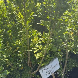 Kapolei Greenz