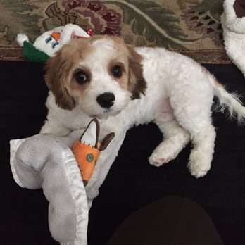 Sassy Pooch & Kitty Too - Pet Stores Near Me - Gilroy, California Sassy Pooch & Kitty Too - Pet Stores Near Me - Gilroy, California