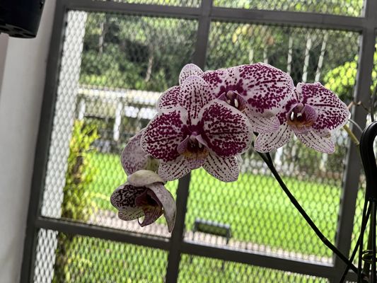 Jardim Botânico by null