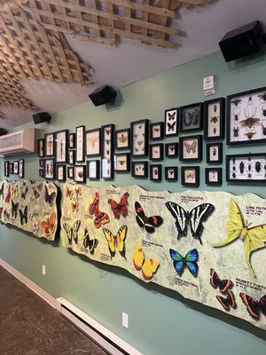 The Original Mackinac Island Butterfly House & Insect World by null