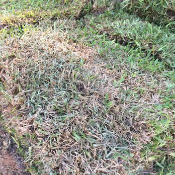 Atlanta Sod Company - 5-July St. Augustine sod with Bermuda infestation - Landscaping Near Me - Conyers, Georgia Atlanta Sod Company - 5-July St. Augustine sod with Bermuda infestation - Landscaping Near Me - Conyers, Georgia