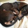 Las Mascotas de Fede