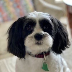 Your Passionate Groomer's Mobile Dog Grooming - Murphy's "After" look