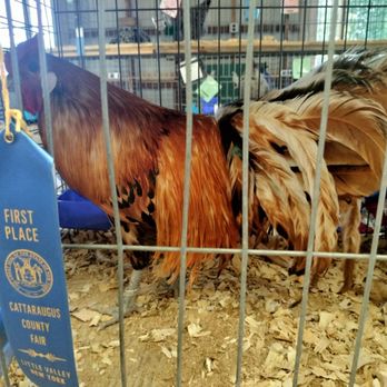 Cattaraugus County Fair - Beautiful rooster! - Venues & Event Spaces Near Me - Little Valley, New York