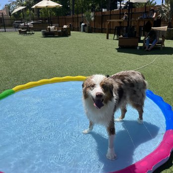 DOG PPL - Dog Parks Near Me - Santa Monica, California