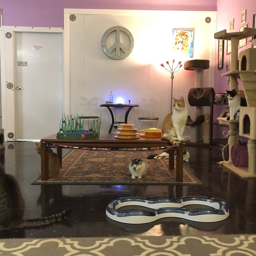 Karma Kat Cafe - The cat lounge - Pet Adoption Near Me - Mount Pleasant, Michigan Karma Kat Cafe - The cat lounge - Pet Adoption Near Me - Mount Pleasant, Michigan