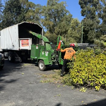 Vega's Tree Service - Removing the trims - Tree Services Near Me - Brentwood, California Vega's Tree Service - Removing the trims - Tree Services Near Me - Brentwood, California