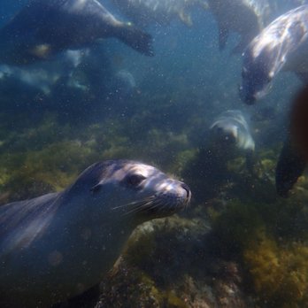 Adventure Bay Charters - Loved our snorkeling adventure with Adventure Bay Charters...amazed at how close we got to the sea lions, how numerous & playful they were! - Travel Services Near Me - Port Lincoln, SA Adventure Bay Charters - Loved our snorkeling adventure with Adventure Bay Charters...amazed at how close we got to the sea lions, how numerous & playful they were! - Travel Services Near Me - Port Lincoln, SA