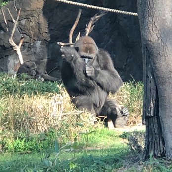 Dallas Zoo - Zoos Near Me - Dallas, Texas Dallas Zoo - Zoos Near Me - Dallas, Texas