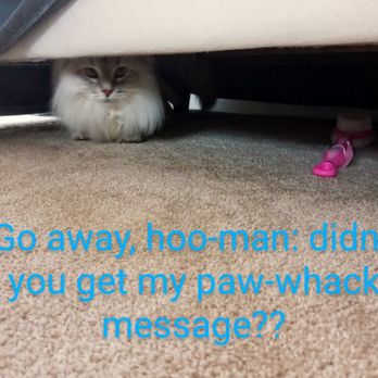 AZ Pawsitively Pets - Pet Sitting Near Me AZ Pawsitively Pets - Pet Sitting Near Me