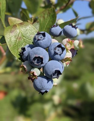 Larsen Lake Blueberry Farm by null