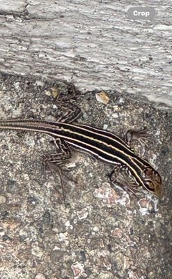 The Miner’s Café by null