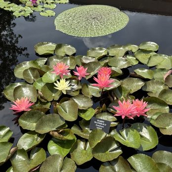 Longwood Gardens - Waterlillies - Botanical Gardens Near Me - Kennett Square, Pennsylvania Longwood Gardens - Waterlillies - Botanical Gardens Near Me - Kennett Square, Pennsylvania
