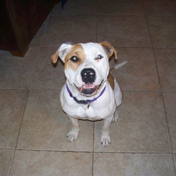 Precious Cargo Pet Care - Pet Sitting Near Me - Groveland, Florida Precious Cargo Pet Care - Pet Sitting Near Me - Groveland, Florida