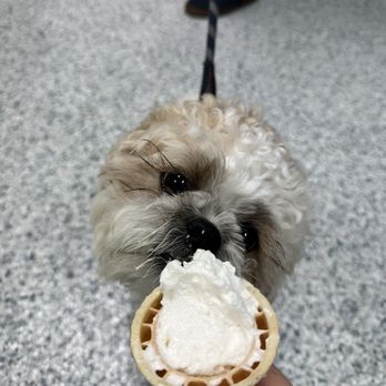 JAC's Ice Cream - Dog friendly! - Ice Cream & Frozen Yogurt Near Me - Clearwater, Florida