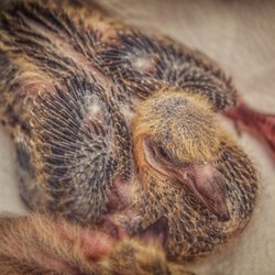 tierrettung.saarland - Babytauben