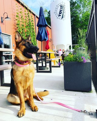 True North Ale Company by null