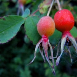 Weaselhead Flats - Rosehip lovers