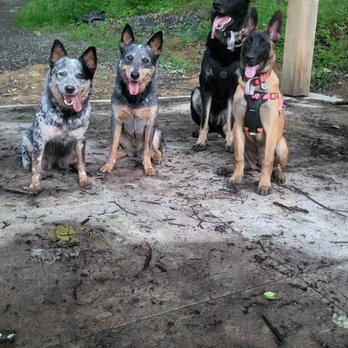 Guardian at the Gate Dog Training - Pet Training Near Me Guardian at the Gate Dog Training - Pet Training Near Me