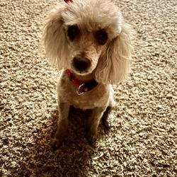 TLC Animal Hospital - Chiquita in El Paso