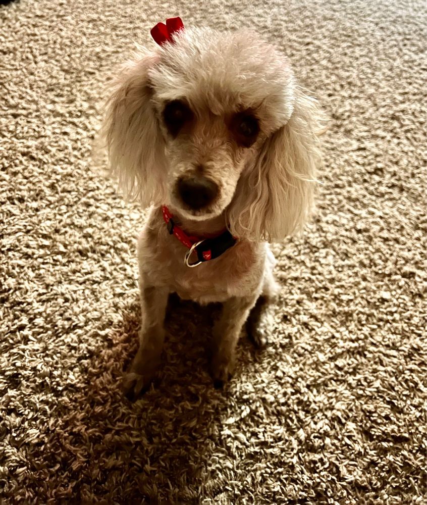 TLC ANIMAL HOSPITAL Updated September 2024 14 Photos & 60 Reviews