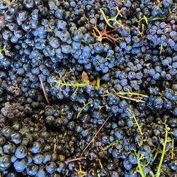 Colagrossi Wines - Stopped by during crush to see what's new - Pinot - has making a Pinot Noir ya'll .... Now wait 18 months! Hahahha