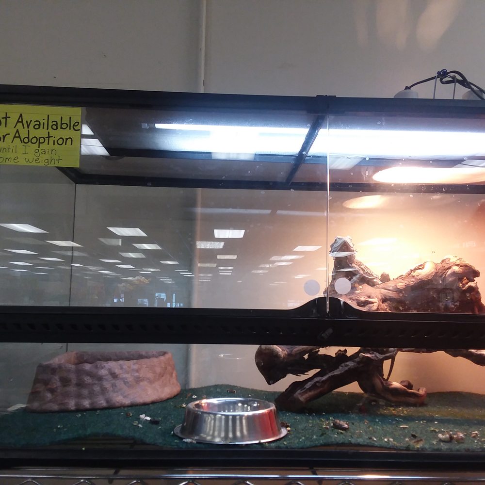 Andy's Pet Shop - Andy's Pet Shop cares---often they are trying to rehab animals and get them in the best health possible before adopting out. - Pet Stores Near Me - San Jose, California Andy's Pet Shop - Andy's Pet Shop cares---often they are trying to rehab animals and get them in the best health possible before adopting out. - Pet Stores Near Me - San Jose, California