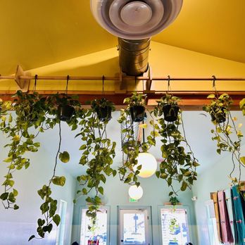 Hola Adios Coffeeshop - Plants overtaking the ceiling - Coffee & Tea Near Me - Tustin, California Hola Adios Coffeeshop - Plants overtaking the ceiling - Coffee & Tea Near Me - Tustin, California