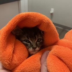 Scappoose Veterinary Hospital - They kindly gave us a blanket to keep our sick kitten warm