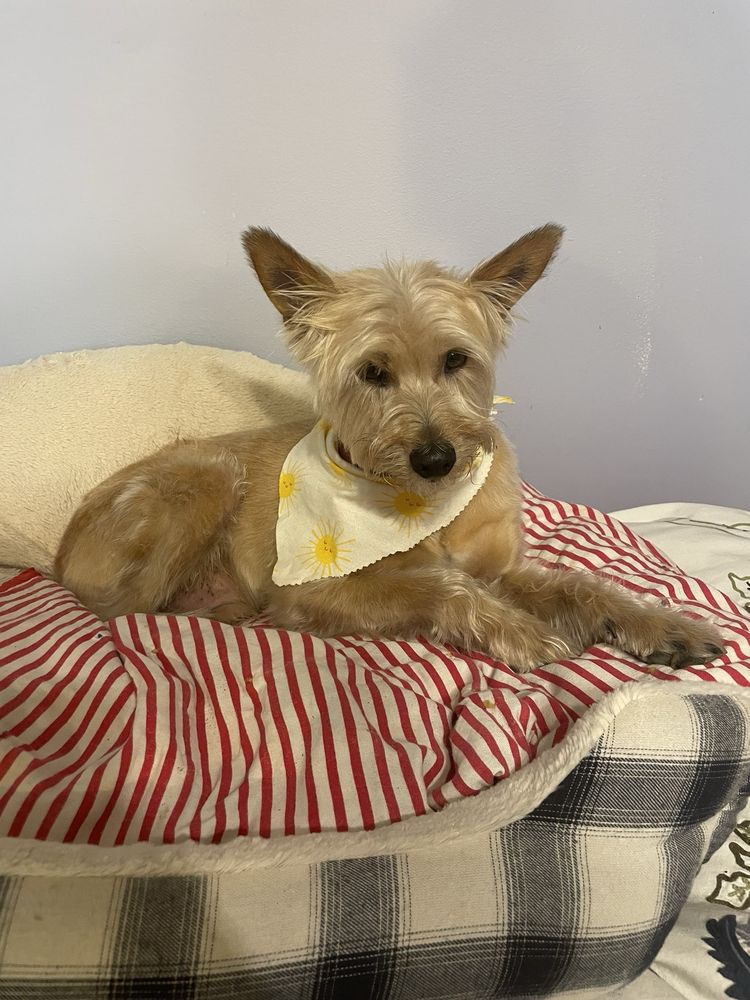 MY PET’S PLACE GROOMING Updated September 2024 1212 Dupont St