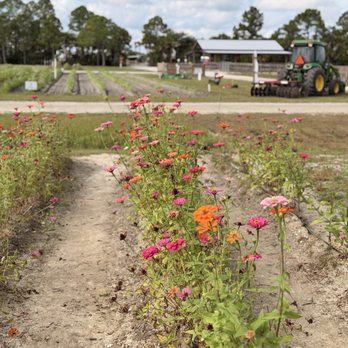 Harris Establishment Farms - Wildflowers - Attraction Farms Near Me - Palm Bay, Florida