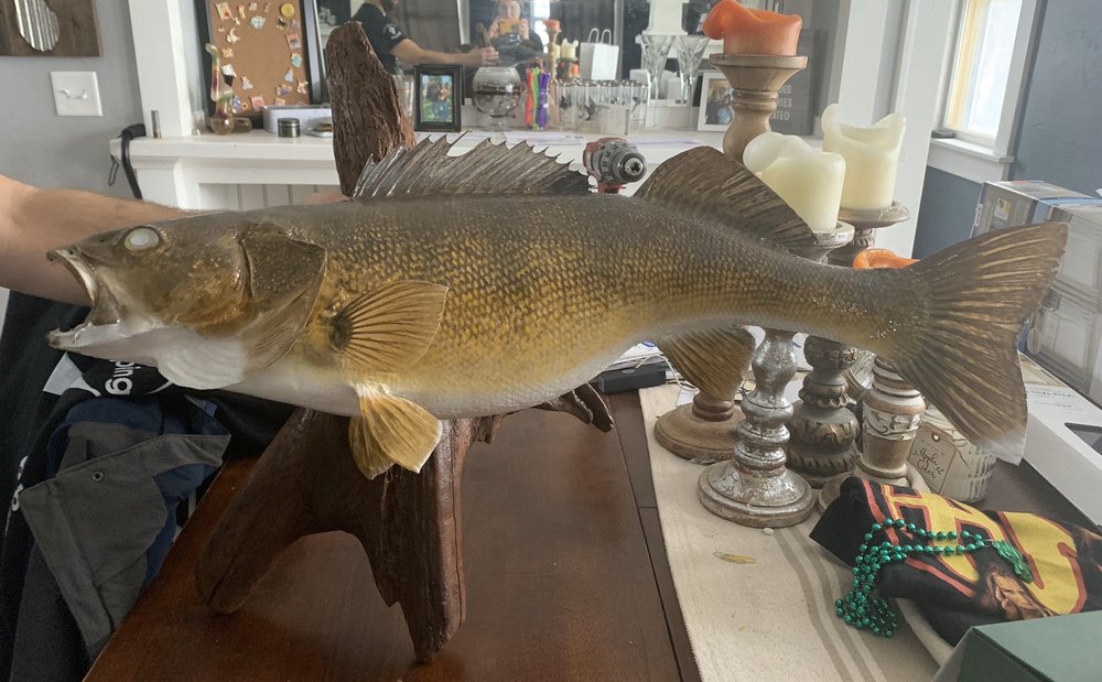 DRIFTWOOD TAXIDERMY 47 Photos W1625 County Rd Cw, Watertown