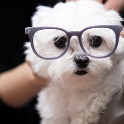 Prescription, RX, Eyeglasses, Sunglasses, Optical, Designer Eyewear | Cooper Crwn
, , , , , , ,