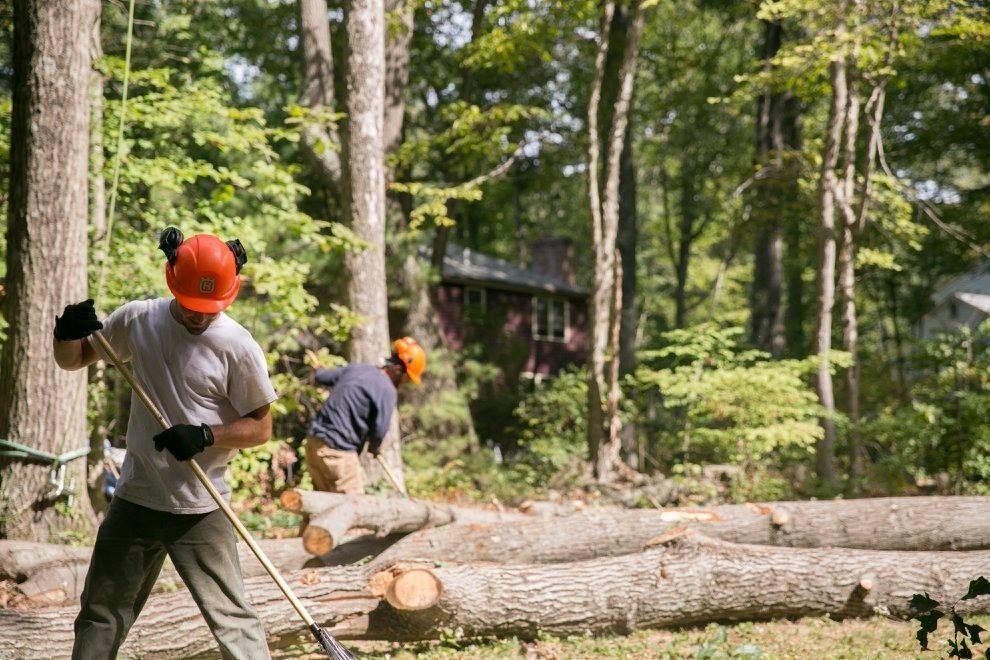 Foppema Tree Care - tree service in Northbridge, MA