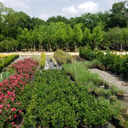 Wizard Tree Farm