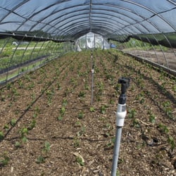 Possibility Place Nursery - 5 gallons in one of our hoops