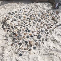 Our sea shells Our sea shells