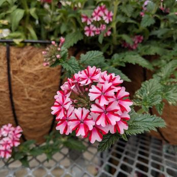 Farm Boy - So pretty! - Grocery Near Me - Toronto, Ontario Farm Boy - So pretty! - Grocery Near Me - Toronto, Ontario