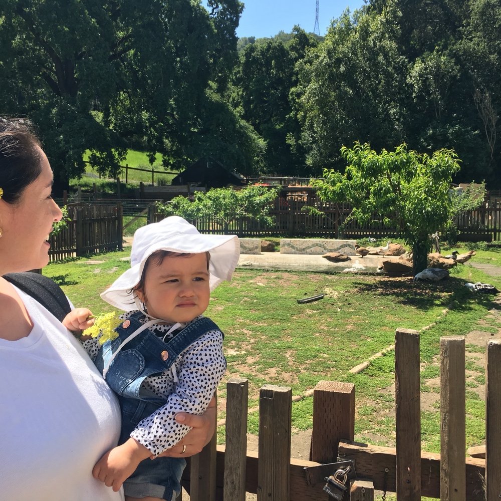 Deer Hollow Farm - Kids Activities Near Me - Cupertino, California