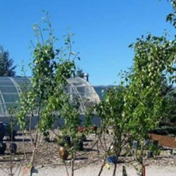 Galles Greenhouse
