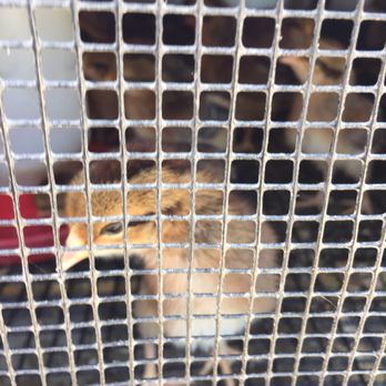 Corralitos Feed & Pet Supplies - They had live chicks for sale super healthy looking to . - Pet Stores Near Me - Watsonville, California Corralitos Feed & Pet Supplies - They had live chicks for sale super healthy looking to . - Pet Stores Near Me - Watsonville, California