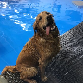 Two Hands Four Paws - #Marleighthegolden swim training! (Whilst it's raining outside) - Veterinarians Near Me - Los Angeles, California Two Hands Four Paws - #Marleighthegolden swim training! (Whilst it's raining outside) - Veterinarians Near Me - Los Angeles, California