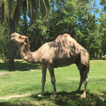 Zoo Miami - Joe cool - Zoos Near Me - Miami, Florida Zoo Miami - Joe cool - Zoos Near Me - Miami, Florida