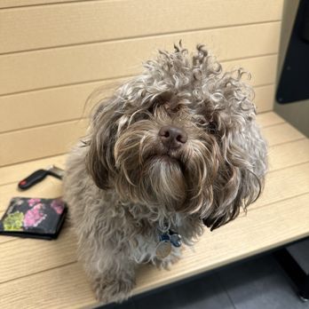 Pet's Best Friend - Three days before at his annual vet visit. - Pet Sitting Near Me - Rocky Mount, North Carolina Pet's Best Friend - Three days before at his annual vet visit. - Pet Sitting Near Me - Rocky Mount, North Carolina