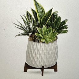 What was on the web site Modern Succulent Garden $69.99 What was on the web site Modern Succulent Garden $69.99