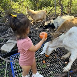 S & W Orchids - Feeding the friendly goats